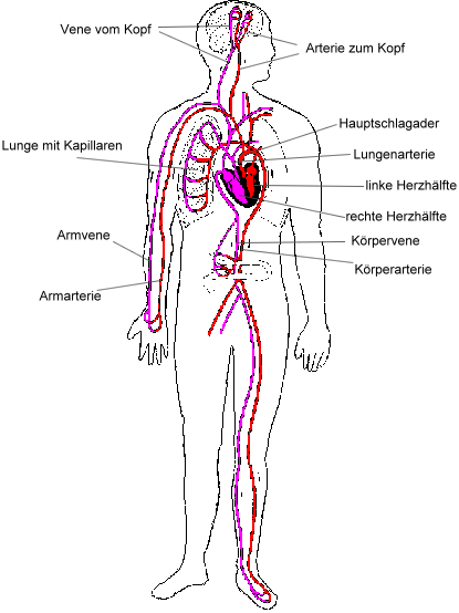 Blutkreislauf