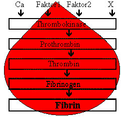 Gerinnungsfaktoren