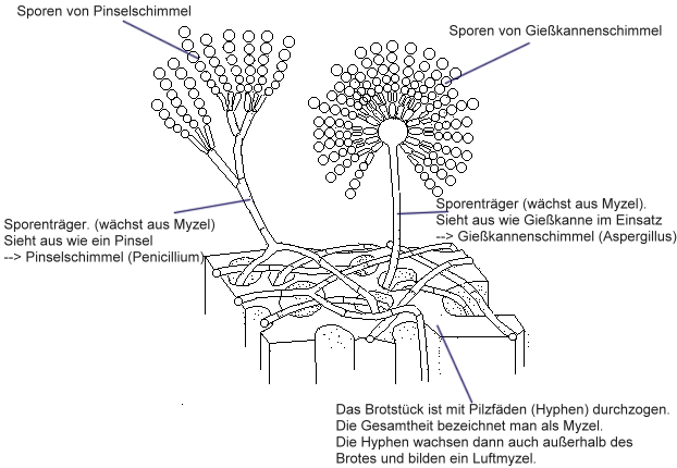 Verschimmeltes Brot